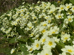 FZ028545 Primroses by path.jpg